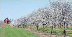  ?? DOOR COUNTY VISITOR BUREAU ?? Once the nation’s largest producer of cherries, Door County is still home to more than 2,500 acres of cherry orchards that put on a dazzling display every spring. The peninsula celebrates this beauty with its Season of Blossoms, an eight-week festival...