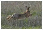  ??  ?? A hare disturbed by the beaters runs by David