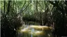  ??  ?? La preservaci­ón de manglares y marismas creará depósitos de carbono esenciales.