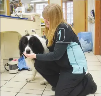  ?? DALE BOYD/Penticton Herald ?? Karen Retallick, practice manager at the BC SPCA Penticton Veterinary Hospital, gives four-legged patient Foster a treat.