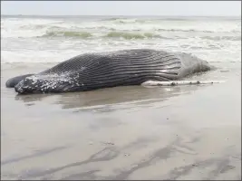  ?? WAYNE PARRY — THE ASSOCIATED PRESS ?? The body of a humpback whale lies on a beach in Brigantine, N.J., on Jan. 13.