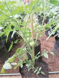  ??  ?? OKRA & TOMATO – At left is a fruiting okra in a black plastic nursery bag while at right is a Diamante Max tomato that has started to bear fruit. Both are organicall­y grown so they are healthful vegetables for the families growing them in their home...