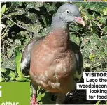  ?? ?? VISITOR
Lego the woodpigeon
looking for food