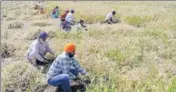  ??  ?? Productivi­ty of crop has increased from last year’s 4,700 kg per hectare to 5,047 kg per hectare this time.