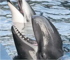  ?? NICK PROCAYLO ?? Helen, a Pacific white-sided dolphin, back, is the only remaining cetacean at the Vancouver Aquarium after false killer whale Chester, front, died last Friday.