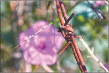  ??  ?? A wildflower is seen through barbed-wire in the U.N.-controlled buffer zone in Cyprus.