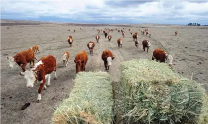  ?? Photograph: Frederic J Brown/AFP/Getty Images ?? Cattle farming in California.