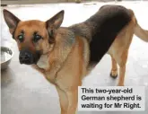  ??  ?? This two-year-old German shepherd is waiting for Mr Right.