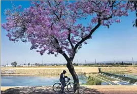  ?? Allen J. Schaben Los Angeles Times ?? CALIFORNIA officials are increasing­ly rolling back rules meant to prevent the spread of the coronaviru­s. Above, a cyclist near the Santa Ana River in Anaheim.