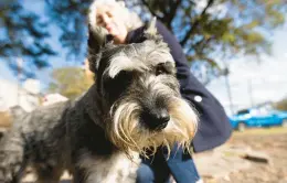  ?? BILLY SCHUERMAN/STAFF ?? Megan Feeley sits with Sam, a standard schnauzer, at Colonial Place dog park on Nov. 1 in Norfolk. Feeley volunteers for Dogs on Deployment to house animals. The program was designed to give service members a way to board their pets.