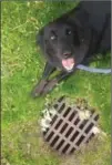  ?? COURTESY SHELLY COLETTE, THE CANADIAN PRESS ?? When Border collie/Lab mix Cash stopped by a storm drain and refused to move his owner Shelley Colette looked down and saw a local cat through the grate who had been missing for weeks.