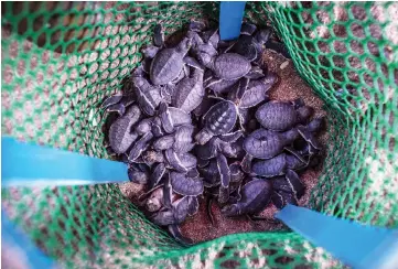  ??  ?? Newborn green turtles inside a protected area at a beach.