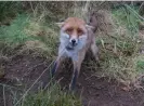  ?? ?? A fox in a snare. Photograph: NASC