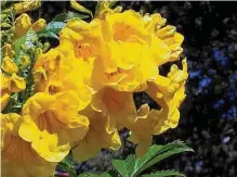  ?? Staff file photo ?? Gold Star esperanza will bloom at the nursery and in the garden when it is just 18 inches tall.