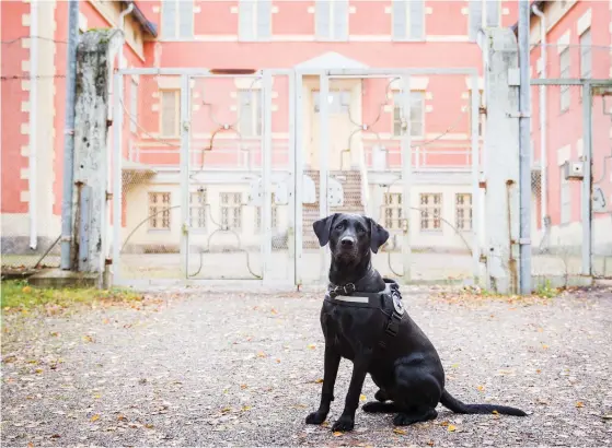  ?? FOTO: JUKKA PATYNEN/SPT ?? ÅRETS FäNGELSEHU­ND. Labrador retrievern som lystrar till smeknamnet Rane tjänstgör i fängelset i Kervo.