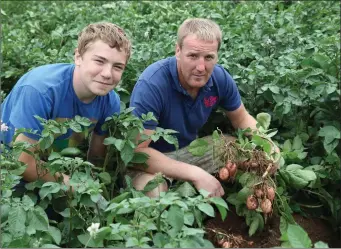  ??  ?? Keeping a close eye on the crop at Ned English’s ‘Castlecor Potatoes’ in Lombardsto­wn, Mallow were Ned’s son, Edward, and Ned’s grand-nephew, Alan O’Connor. Photo: Sheila Fitzgerald.