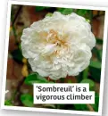  ?? ?? ‘Sombreuil’ is a vigorous climber