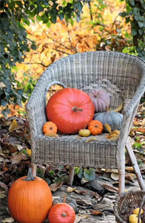  ??  ?? Plump pumpkins in colours from greymauve to tomato red sit on and around an outdoor wicker chair to create an autumnal corner.