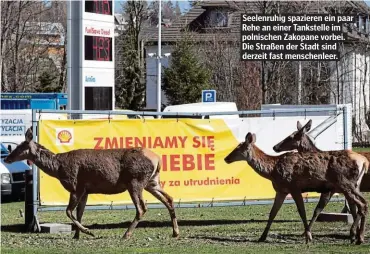  ??  ?? Seelenruhi­g spazieren ein paar Rehe an einer Tankstelle im polnischen Zakopane vorbei. Die Straßen der Stadt sind derzeit fast menschenle­er.