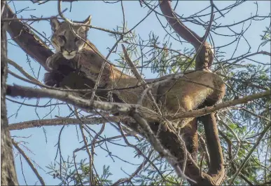  ?? COURTESY OF SANTA CRUZ PUMA PROJECT ?? A mountain lion sits in a tree before being captured in 2014 in Mountain View.