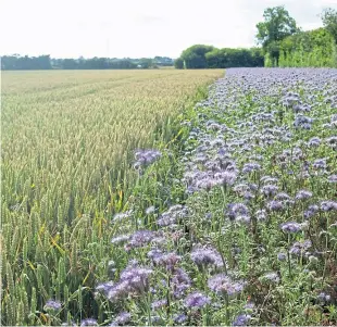  ??  ?? A cover crop of phacelia growing in a field margin.