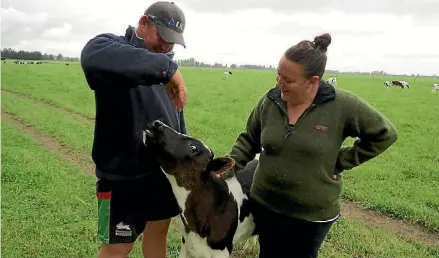  ??  ?? North Canterbury farmers Chris Payne and Taylor Newcombe with one of their remaining hand raised calves.