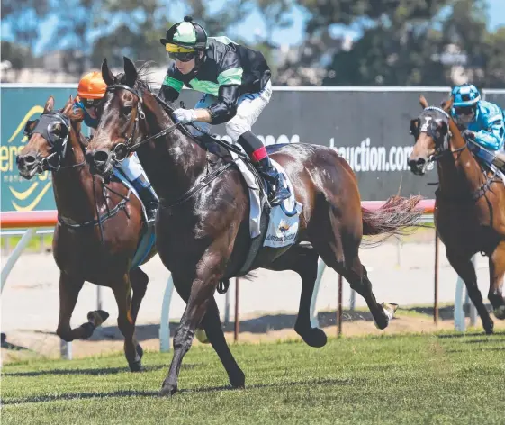  ?? Picture: GLENN HAMPSON ?? An Aquis Farm syndicate that owns Scallopini (pictured) has high hopes for Absolutlyp­ositivly in the Magic Millions Guineas.