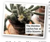  ??  ?? The thimble cactus has li le blooms