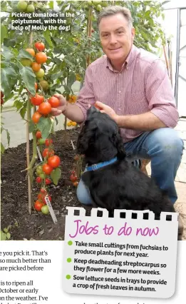  ??  ?? Picking tomatoes in the polytunnel, with the help of Molly the dog!