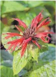  ??  ?? Die Art Monarda fistulosa, auch als Wilde Bergamotte bekannt, verträgt Trockenhei­t gut.