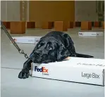  ??  ?? Clove, a black Lab at MSA, stops and lies down after finding a suspicious box