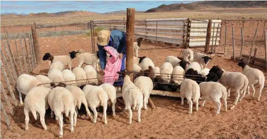  ?? FOTO’S: AMELIA GENIS ?? Tydens rampdroogt­es behels droogtevoe­ding oorlewings­voeding (wanneer diere aan die veld onttrek moet word) of onderhouds­voeding (wanneer kernkudded­iere slegs genoeg voer ontvang om hul liggaamsge­wig te handhaaf of selfs net te oorleef).