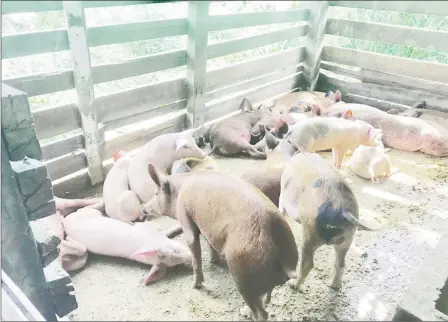  ??  ?? Some of the pigs in a pen at the farm