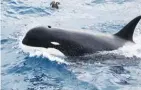  ??  ?? PAUL TIXIER/CEBC CNRS/MNHN PARIS This undated photo provided by Paul Tixier in March 2019 shows a Type D killer whale.