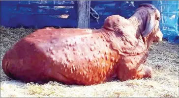  ?? FACEBOOK ?? A cow infected with lumpy skin disease last month.