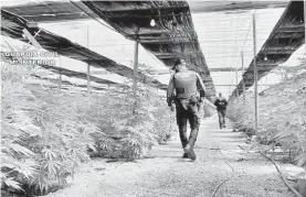  ??  ?? Agentes de la Guardia Civil en una plantación de marihuana.