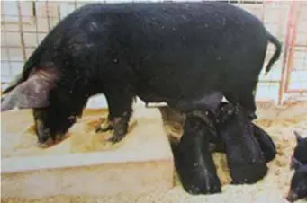  ??  ?? An improved native pig sow with piglets in a pen with rice hull bedding.
