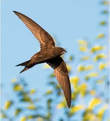  ??  ?? A superb flyer, the Common swift is a medium-sized bird, sooty brown in colour, with scythelike wings and a forked tail.