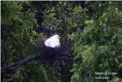  ??  ?? Nesting in the wetlands