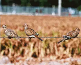  ?? Shannon Tompkins / Staff photograph­er ?? Texas’ resident mourning dove population, the largest in the nation, had a good year of nesting, boosting its numbers to 30 million to 40 million birds ahead of the Sept. 1 opening of what wildlife officials expect will be a productive hunting season for the state’s 300,000-plus dove hunters.