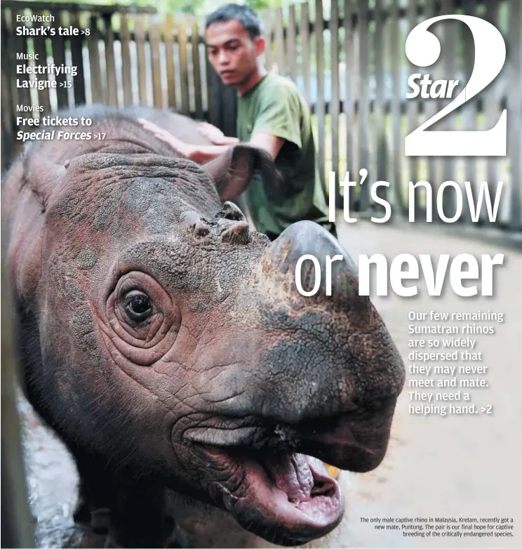  ??  ?? The only male captive rhino in Malaysia, Kretam, recently got a new mate, Puntung. The pair is our final hope for captive
breeding of the critically endangered species.