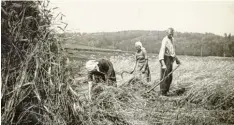  ??  ?? Bei der Ernte auf dem Feld mähte der Bauer das Getreide, Bäuerin und Magd rechten es mit Sicheln zusammen und banden es zu Garben.