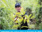  ??  ?? PONTIANAK: This picture taken on December 25, 2018 shows Indonesian kratom grower Gusti Prabu tending to his plants at a farm. — AFP