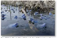  ??  ?? Es soll 21 in Deutschlan­d lebende Amphibiena­rten geben, hier ist immerhin eine davon zu sehen