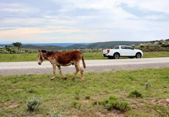  ?? ?? ABOVE Two mules just outside Peddie: one rust brown, the other “Ice White”. The white one comes with Apple CarPlay.