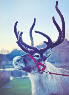  ?? ?? No need to travel to Lapland this year – take a reindeer safari in Wales instead