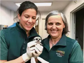  ?? — AP ?? Safe at last: Zoo veterinari­ans Dr Anna LeSouef (left) and Dr Simone Vitali holding Salama after he was returned to the zoo.