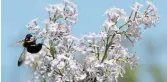  ?? METROLAND FILE PHOTO ?? Mother's Day weekend is a great time to see early blooming lilacs at the Royal Botanical Gardens.