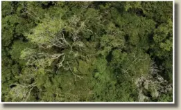  ?? ?? (Left photo) An aerial view of a protected forest is seen Aug. 30 in La Union.