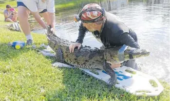  ?? JOE CAVARETTA/STAFF PHOTOGRAPH­ER ?? Mark Parry of the Florida Wildlife Commission holds the crocodile that he and Bill Gilmartin, left, captured Tuesday in a lake at West Lake Village in Hollywood. Parry said he was taking her to an “appropriat­e” new spot.